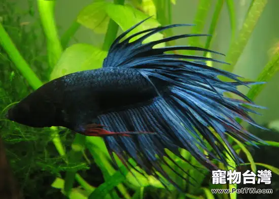 飼養斗魚要用的器材有什麼