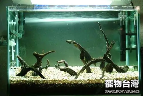 教你如何挑選好的沉木(1圖)-寵物台灣