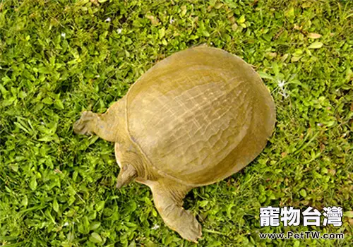關於鱉產卵的習性(1圖)-寵物台灣