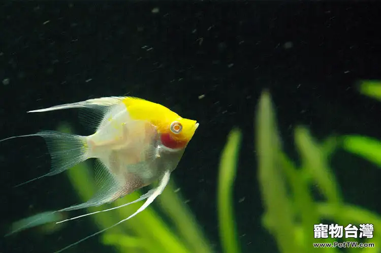 夏季養魚該如何調節水質(1圖)-寵物台灣