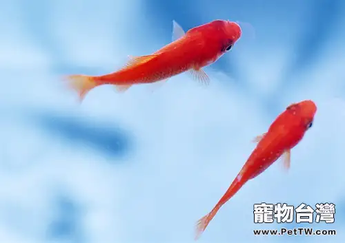 水溫變化與魚兒的覓食關係