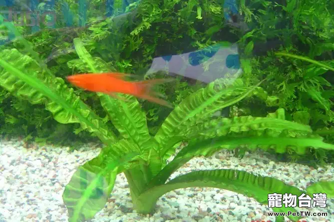 熱帶水草的飼養條件(1圖)-寵物台灣