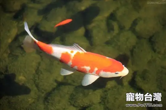 食鹽可用於治療錦鯉魚病