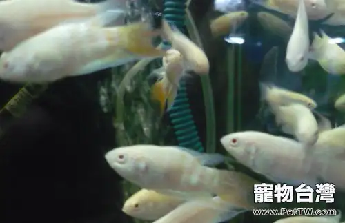 白兔魚的特徵及飼養環境