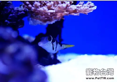 海水缸生物的飼養要求