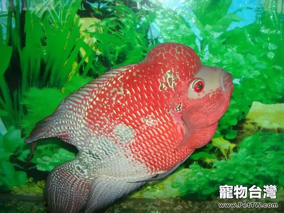遺傳導致羅漢魚成長蛻變(1圖)-寵物台灣