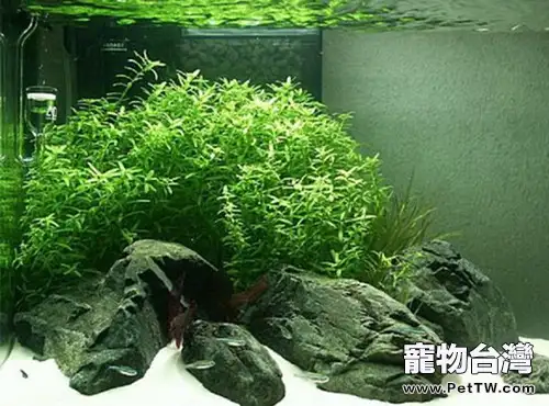 水族箱佈景用岩石的分類