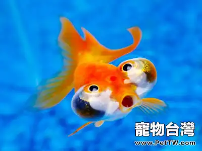 金魚在水面吐泡泡的原因分析