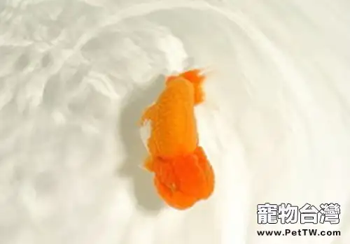 金魚究竟會感冒嗎