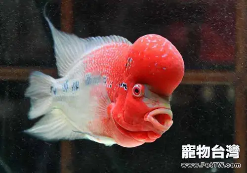 給羅漢魚餵食蝦的好處(1圖)-寵物台灣