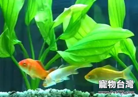 水族箱中溶氧量的來源