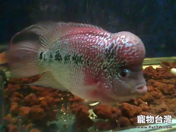 珍珠羅漢魚的飼養要點(1圖)-寵物台灣