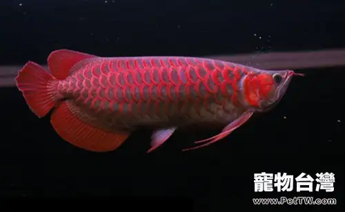 紅龍幼魚如何鑒別體型