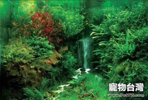 花青素對水草的影響