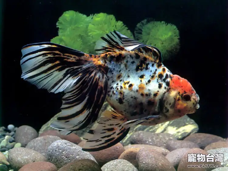 如何給觀賞魚從活餌轉換為飼料