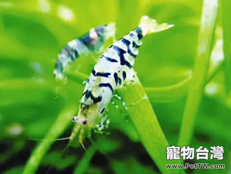 蜻蜓幼蟲對蝦缸的危害