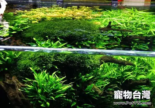 水草是優秀的供養者