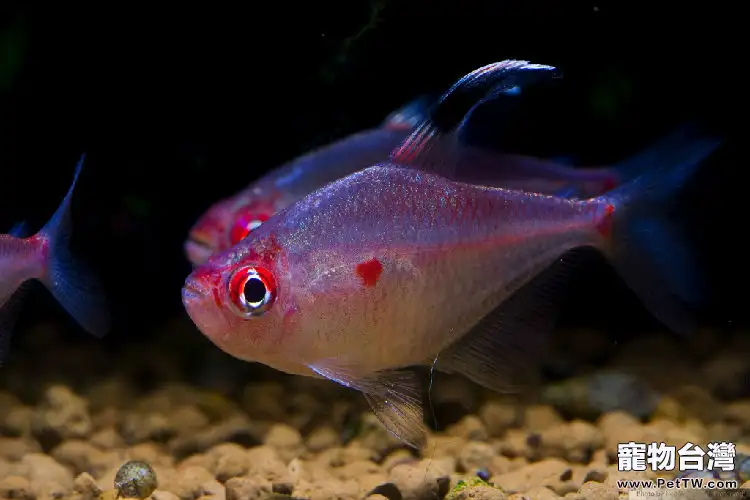 夏季如何預防觀賞魚缺氧