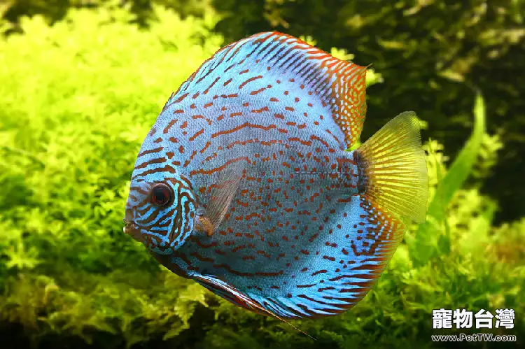 觀賞魚箭蟲病簡介(1圖)-寵物台灣