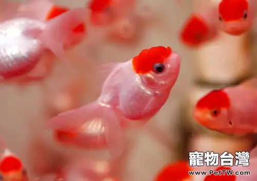 家庭飼養金魚的密度參考