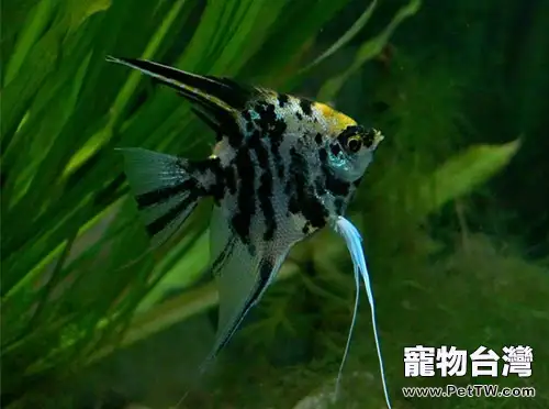 熊貓燕魚的繁殖要點(1圖)-寵物台灣