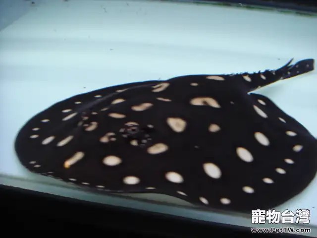 飼養魟魚不要盲目下藥