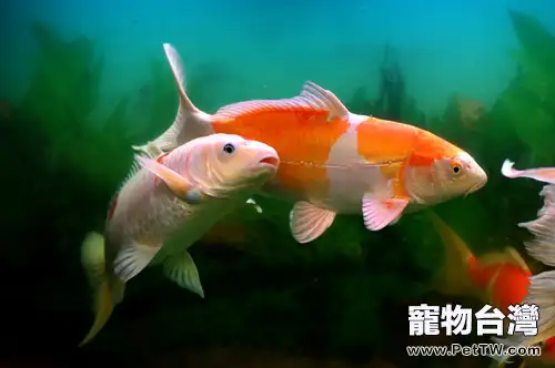 觀賞魚升溫的原理分析