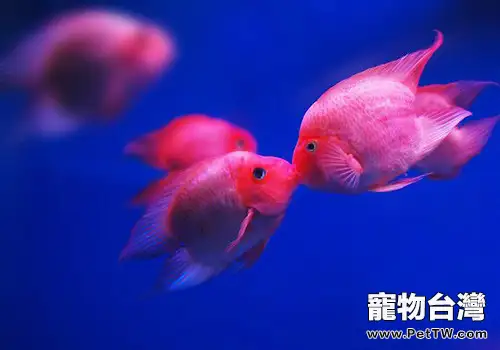 魚鰭充血的病因分析