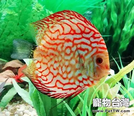 不同階段七彩神仙魚的飼喂方法