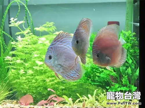 觀賞魚落鰾的預防及治療