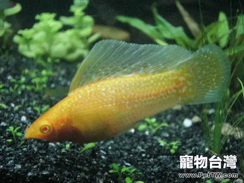 水族箱增氧方法簡介(1圖)-寵物台灣