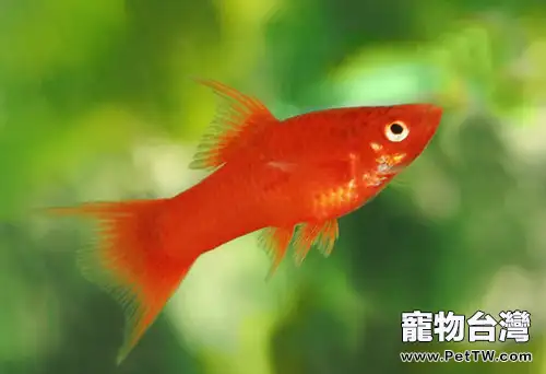 飼養金魚需觀察的日常(1圖)-寵物台灣