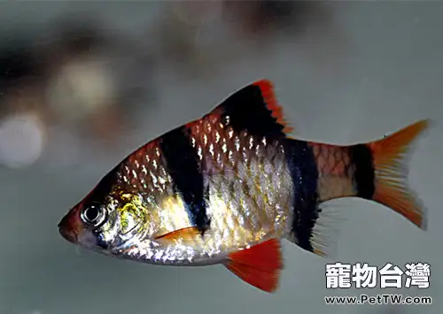 水溶液的電導率與硬度關係(1圖)-寵物台灣