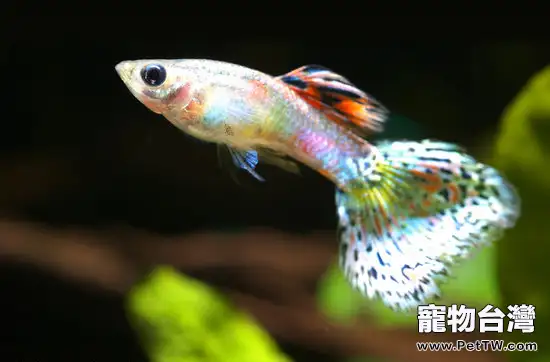 孔雀魚縮尾病和針尾病怎麼治療