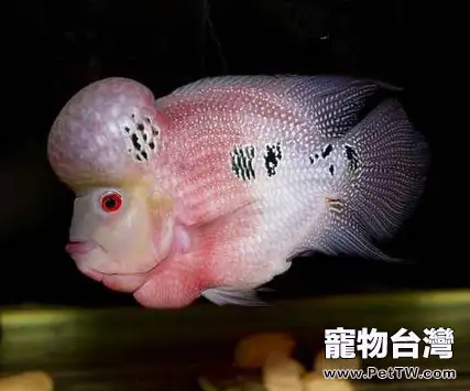養羅漢魚用多大缸的最好(1圖)-寵物台灣