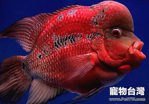 怎麼辨別珍珠羅漢與花羅漢(1圖)-寵物台灣