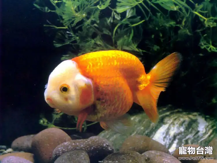 觀賞魚腸炎的分類介紹(1圖)-寵物台灣