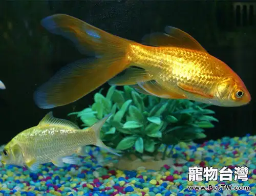 水族箱生物性污染指標簡介