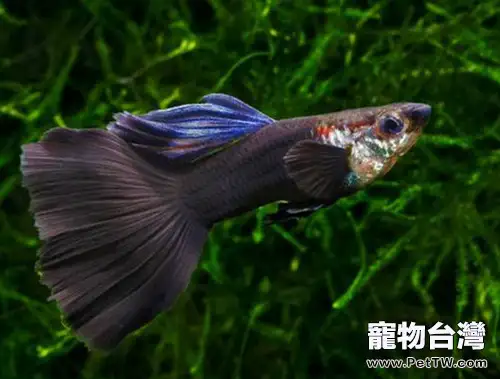 彩裙與孔雀魚混養要點