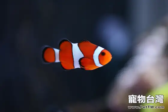 公子小丑魚的品種介紹