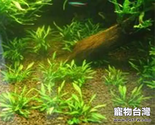 水族造景椒草的種植要點