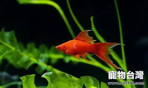 如何區分紅劍魚的公母(1圖)-寵物台灣