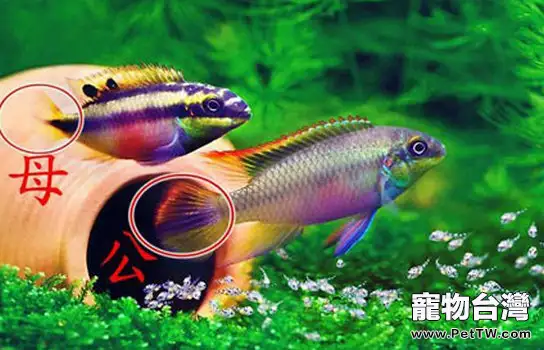 紅肚鳳凰的飼養和養護(1圖)-寵物台灣