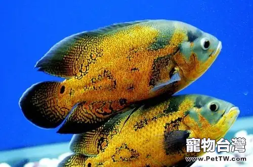 什麼魚可以和地圖魚混養