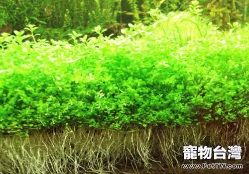 種植迷你矮珍珠的方法(1圖)-寵物台灣