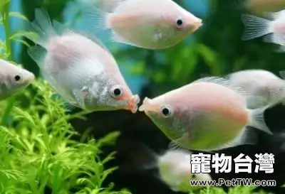 關於接吻魚接吻的奧秘