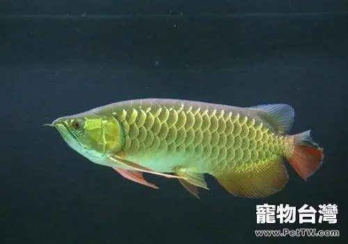 紅尾金龍養護實戰經驗分享(1圖)-寵物台灣