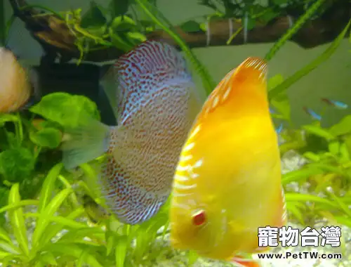 給觀賞魚爆氧的五大好處