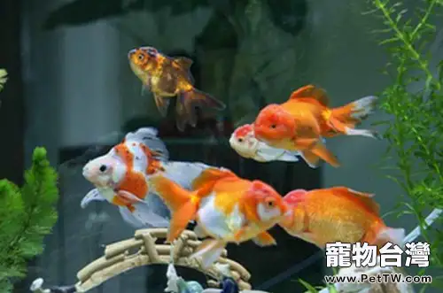 為水族箱翻缸的要點分析