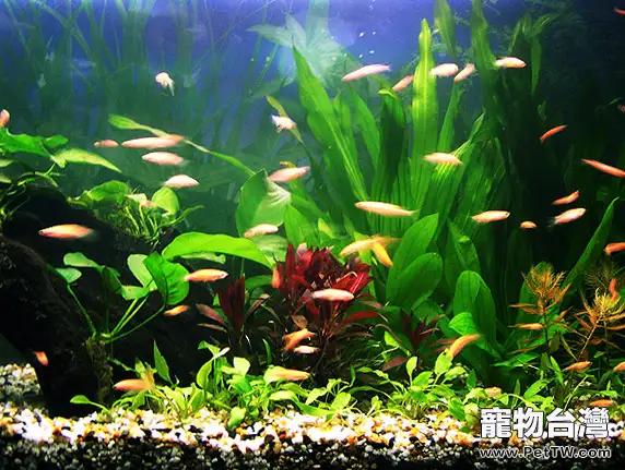 水草底床施肥的注意事項(1圖)-寵物台灣